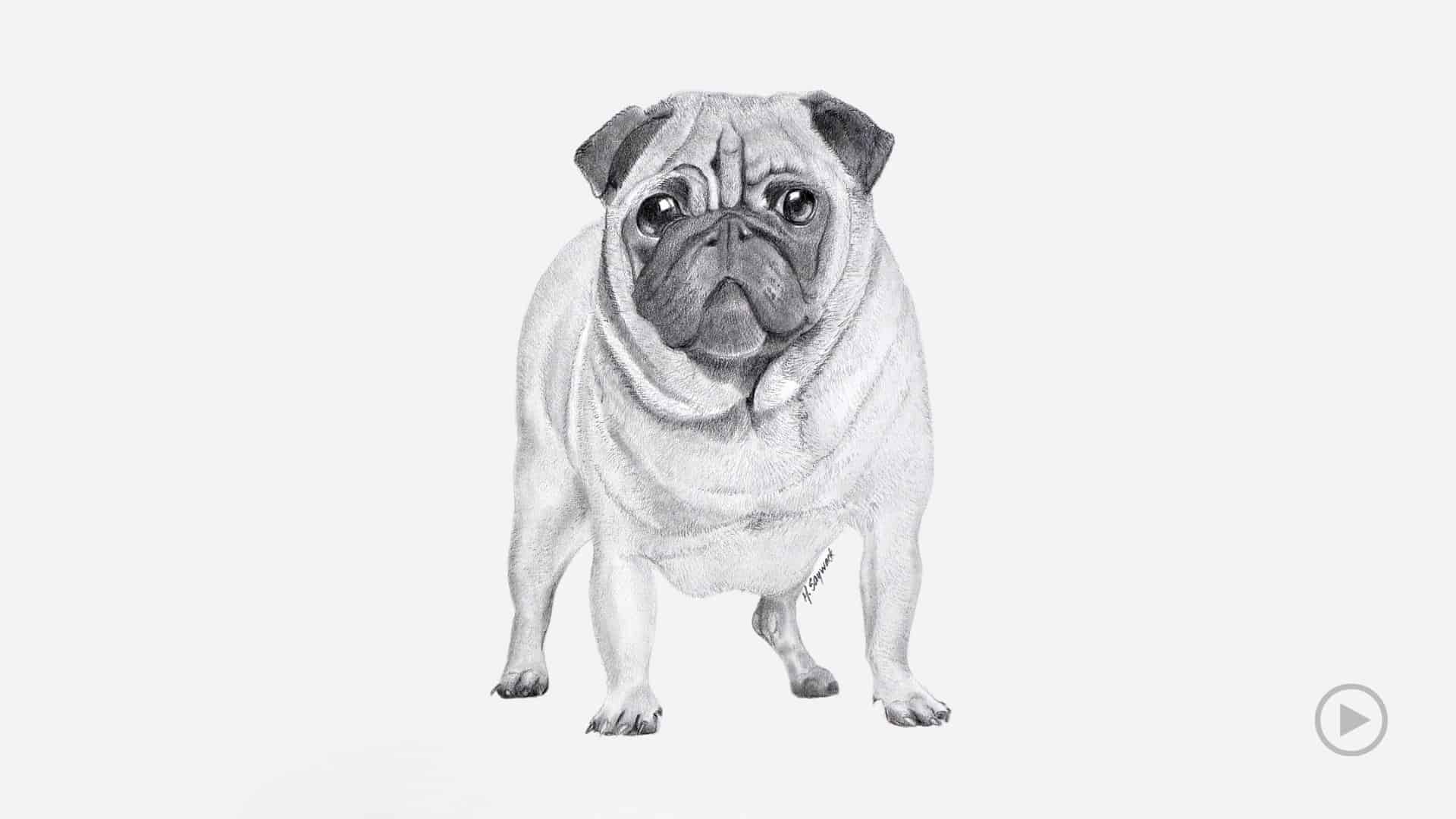 Step Tutorial with time-lapse art video of a Pug Dog.